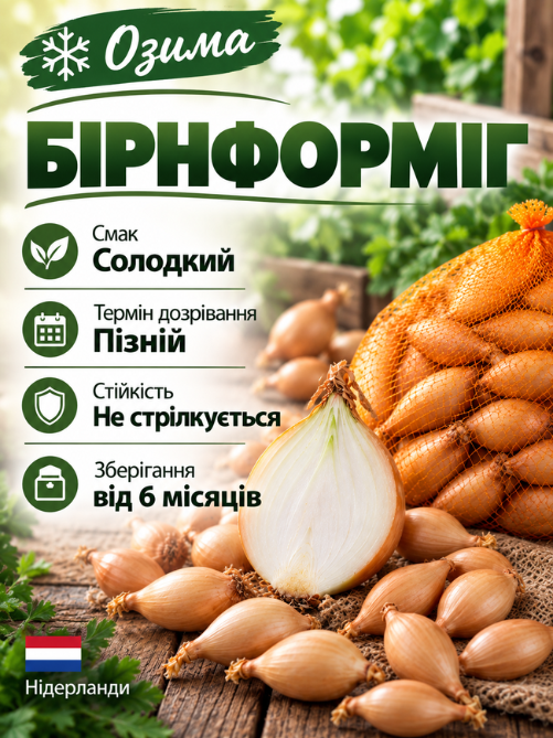 Цибуля сіянка Бірнформіг 0,5 кг