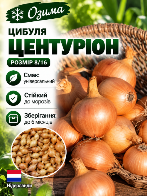 Цибуля сіянка Центуріон F1 0,5 кг