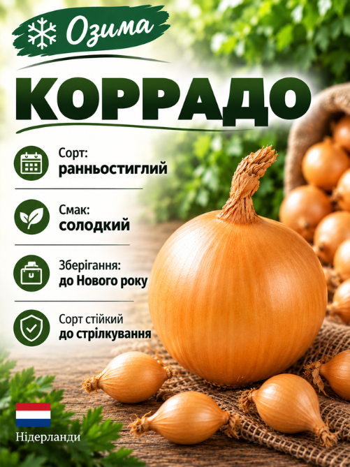 Цибуля сіянка Коррадо 0,5 кг