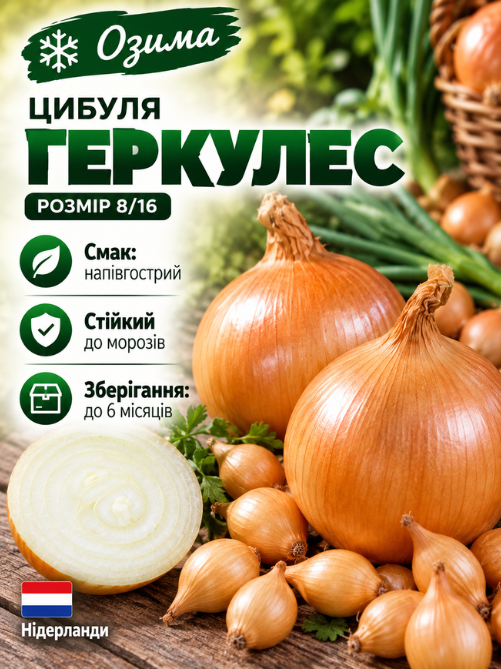 Цибуля сіянка Геркулес F1 0,5 кг