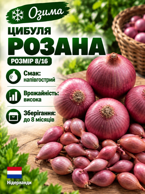 Цибуля сіянка Розанна 0,5 кг