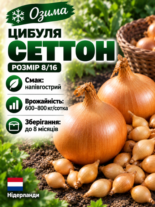 Цибуля сіянка Сеттон 0,5 кг