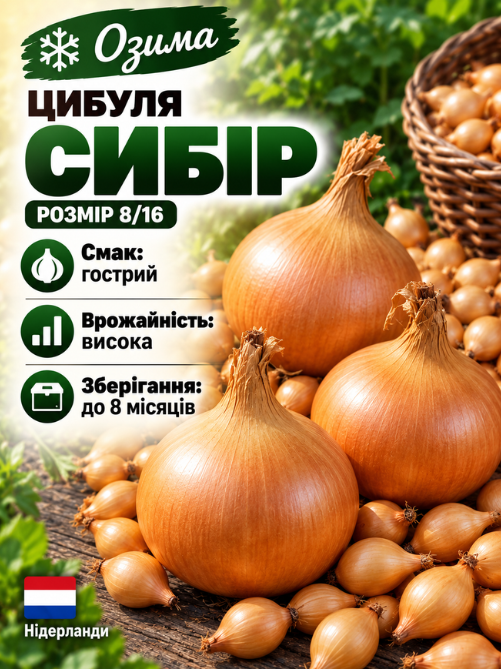 Цибуля сіянка Сибір 0,5 кг