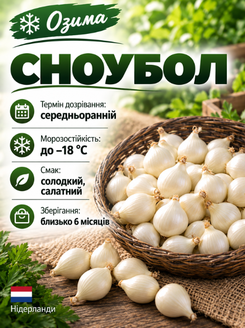 Цибуля сіянка Сноубол  0,5 кг