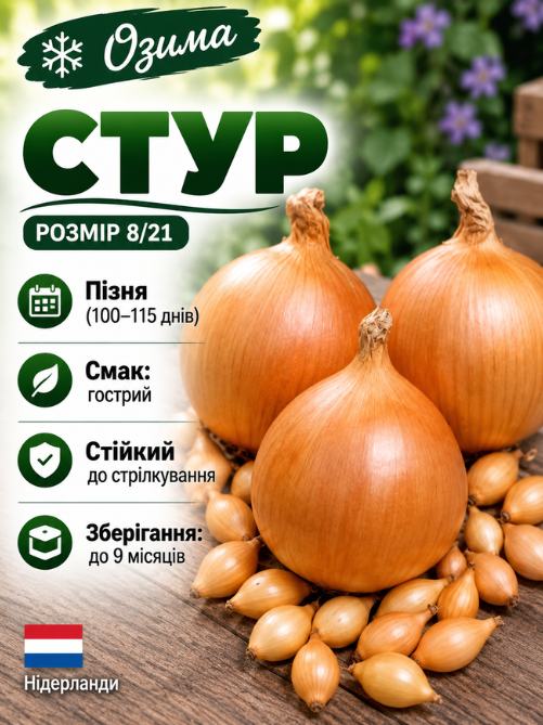 Цибуля сіянка Стур ВС 20 0,5 кг