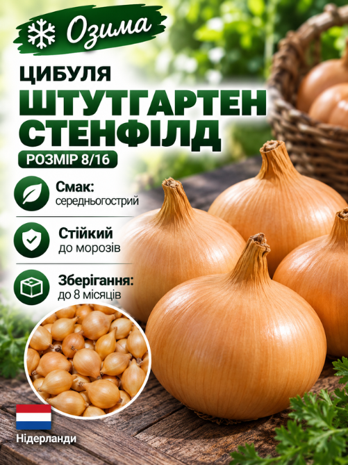 Цибуля сіянка Штутгартен Стенфілд 0,5 кг
