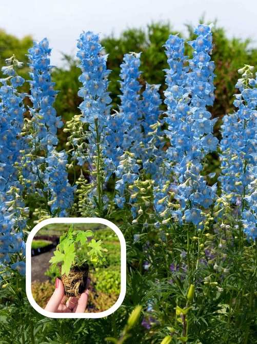 Дельфініум Sky blue
