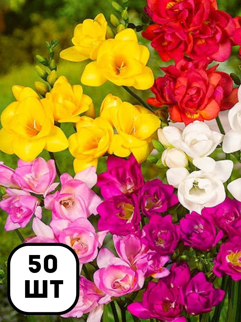 Фрезія махрова Мікс (50 шт)