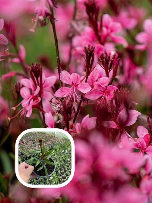 Гаура Dark Pink