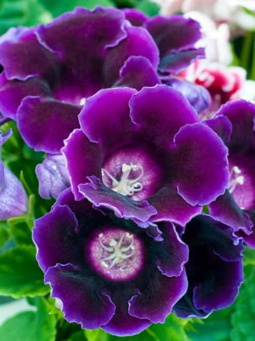 Глоксинія Violacea