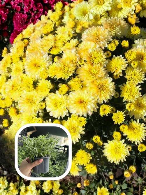 Хризантема Badi Lemon