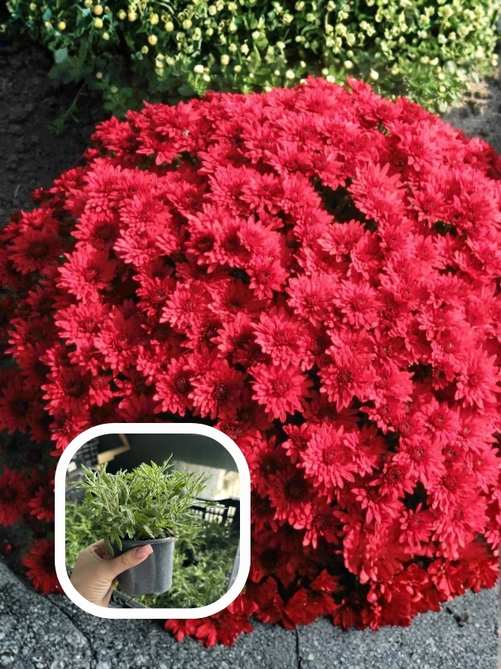 Хризантема Camina Red