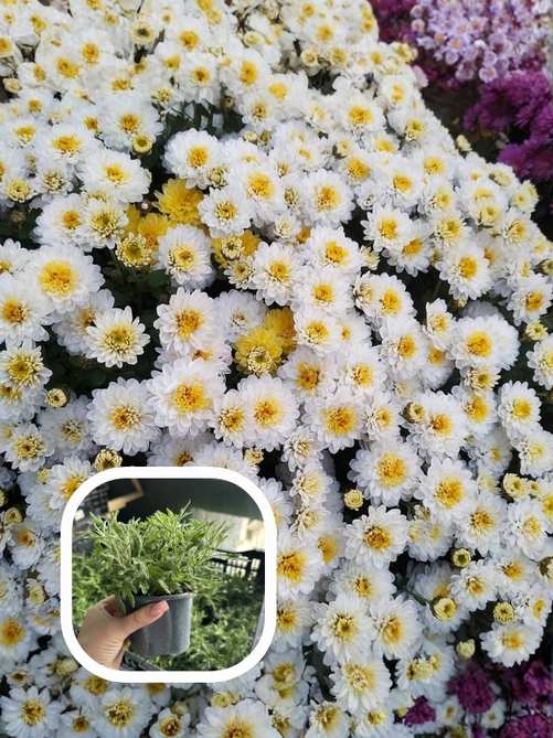 Хризантема Ede White