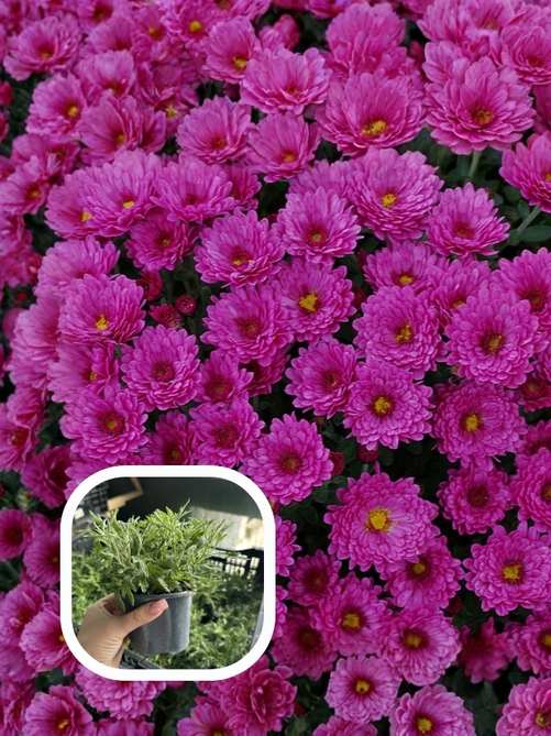 Хризантема Stavicki Purple