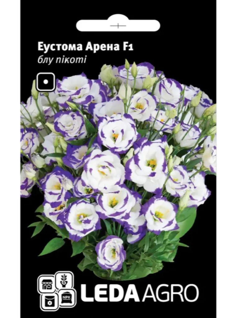 Еустома арена блу пікоті LEDA