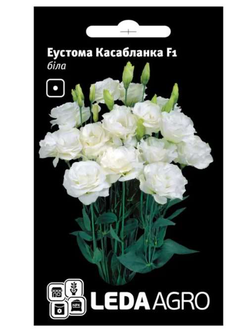 Еустома касабланка біла LEDA