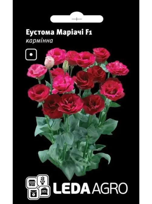 Еустома маріачі камінна LEDA
