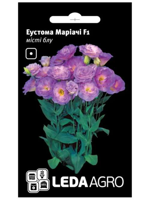 Еустома маріачі місті блу LEDA