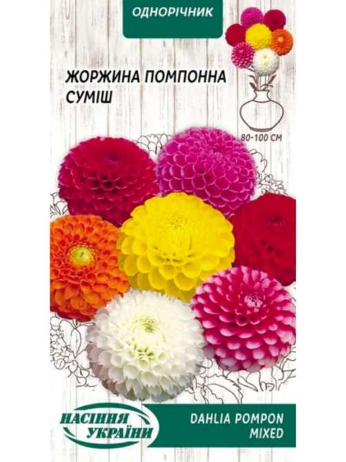 Жоржина помпонна