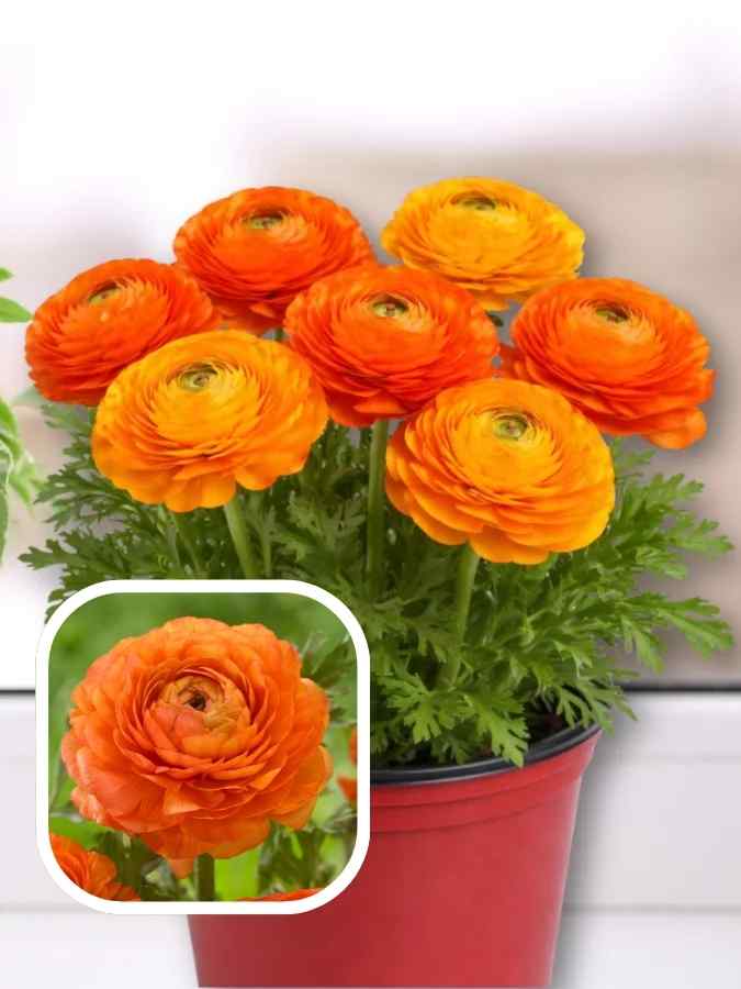 Лютики orange
