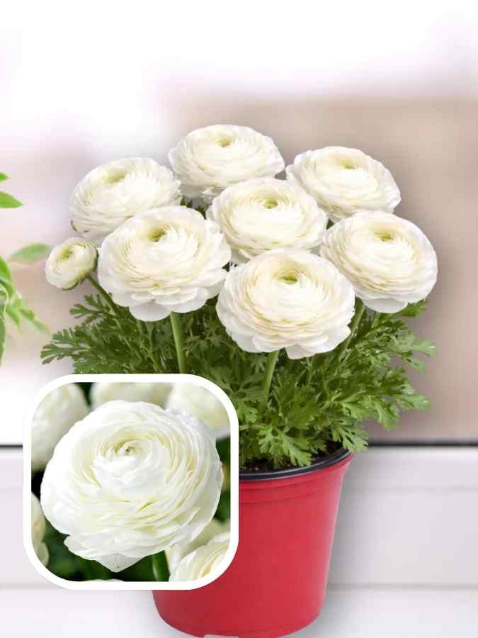 Лютики white