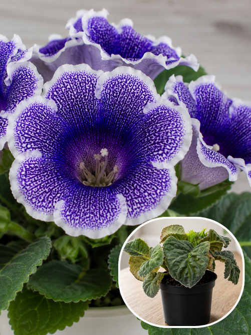 Глоксинія 3 Tigrina Blue (в горщику)