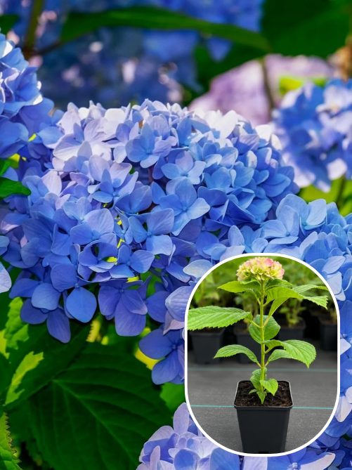 Гортензія широколиста Nikko blue Р9