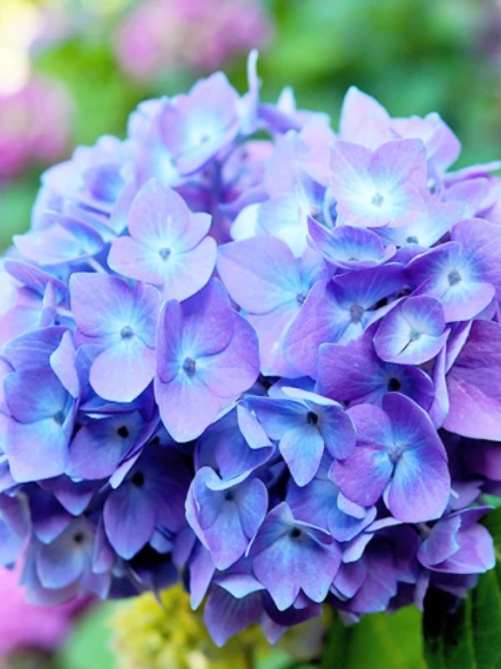 Гортензія BLAUER ZWERG 2Л Вел