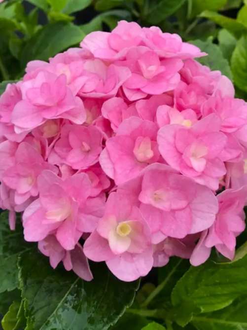 Гортензія Florentina Pink 0,5Л Вел
