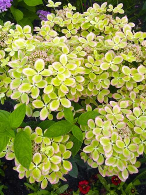 Гортензія Pastel Green 0,5Л Вол