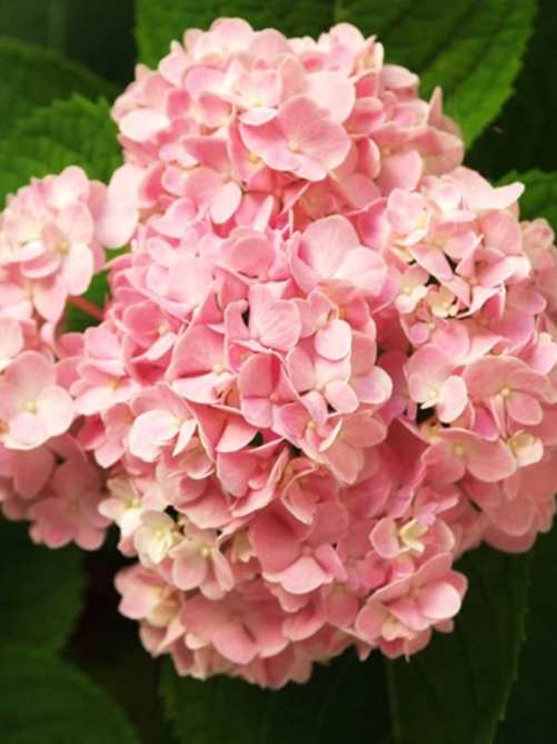 Гортензія Silky Pink 0,5Л Вел