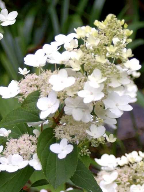 Гортензія Tardiva 0,5Л Вол