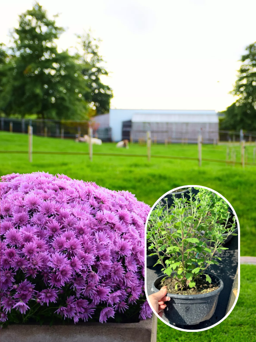 Хризантема Baoli Lilac С1 (горщик 1 л)