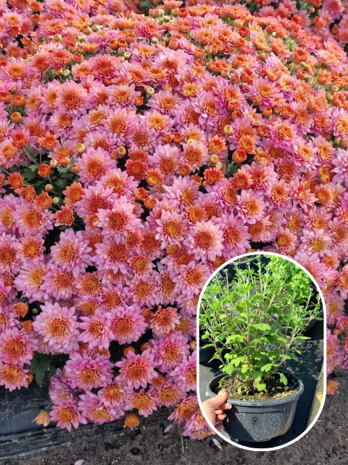 Хризантема Essi Flamingo Pink С1 (горщик 1 л)