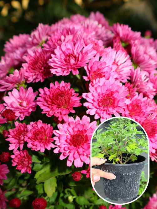 Хризантема Fonti Dark Pink С1