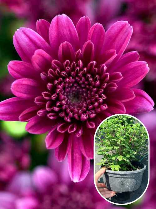 Хризантема Meridian Cherry Purple С1 (горщик 1л)