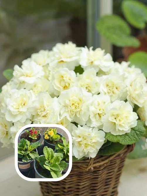 Примула Балерина Cream