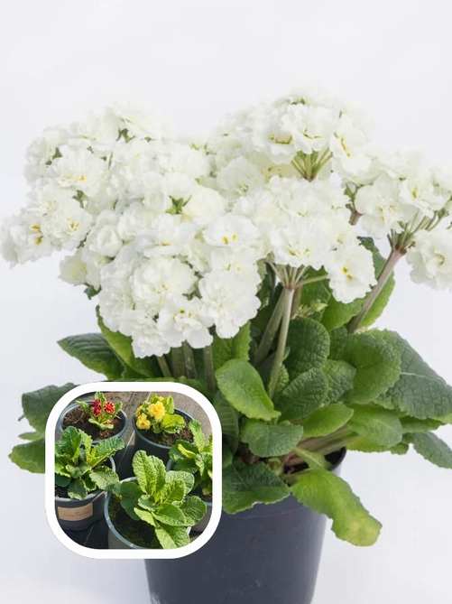 Примула Поліантова Frosty White