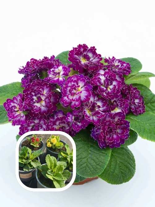 Примула Балерина Purple Dawn