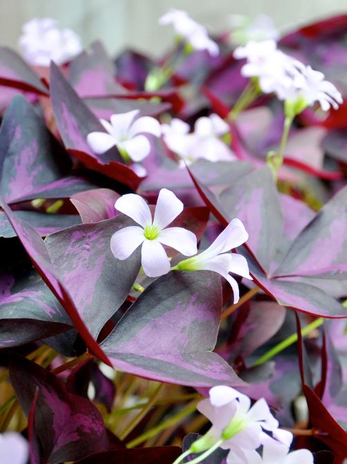 Оксаліс Triangularis (2 шт. в упаковці)