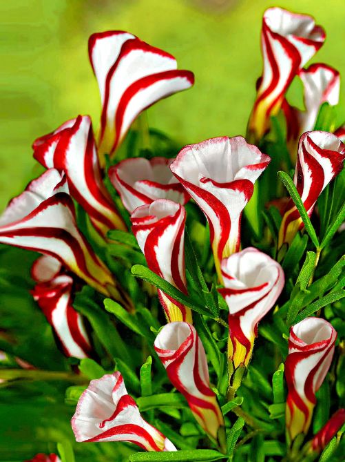 Оксаліс Versicolor (1 шт. в упаковці)