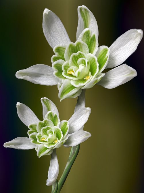 Підсніжник Jaquenetta (1 шт. в упаковці)