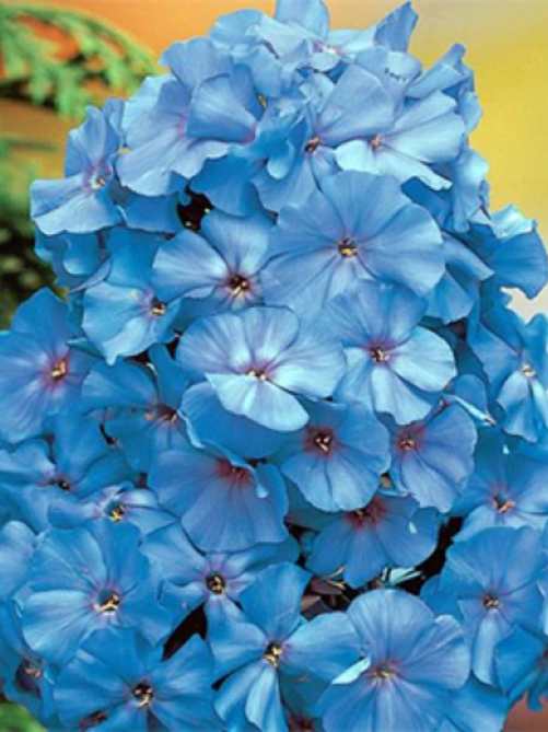 Флокс Синій