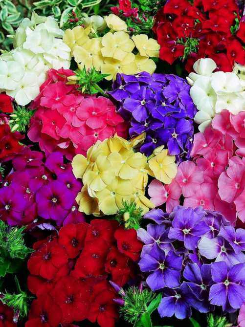 Флокс Мікс (5шт.)
