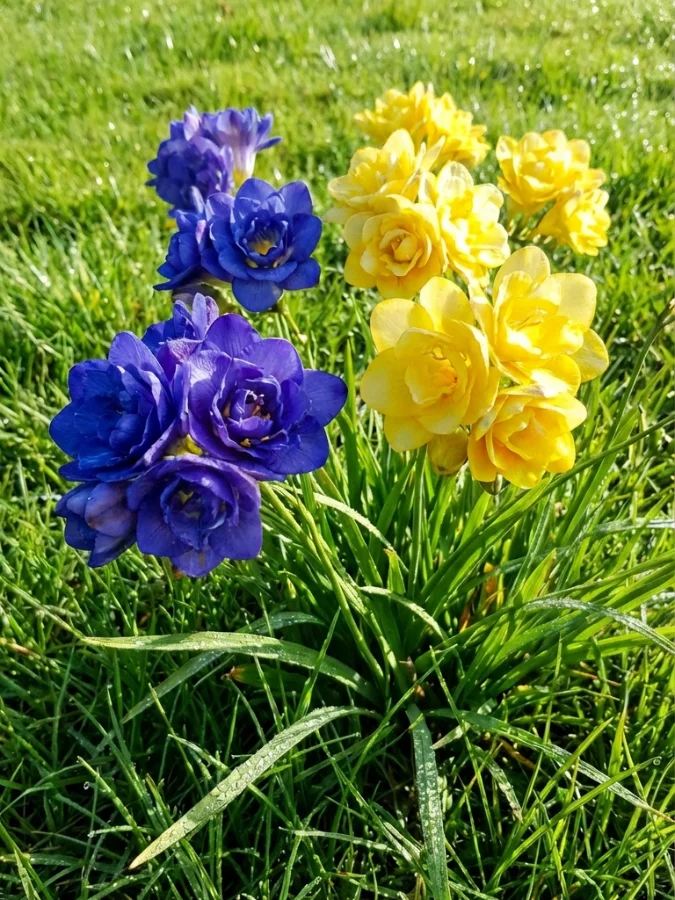 Фрезія Слава Україні (30шт.)