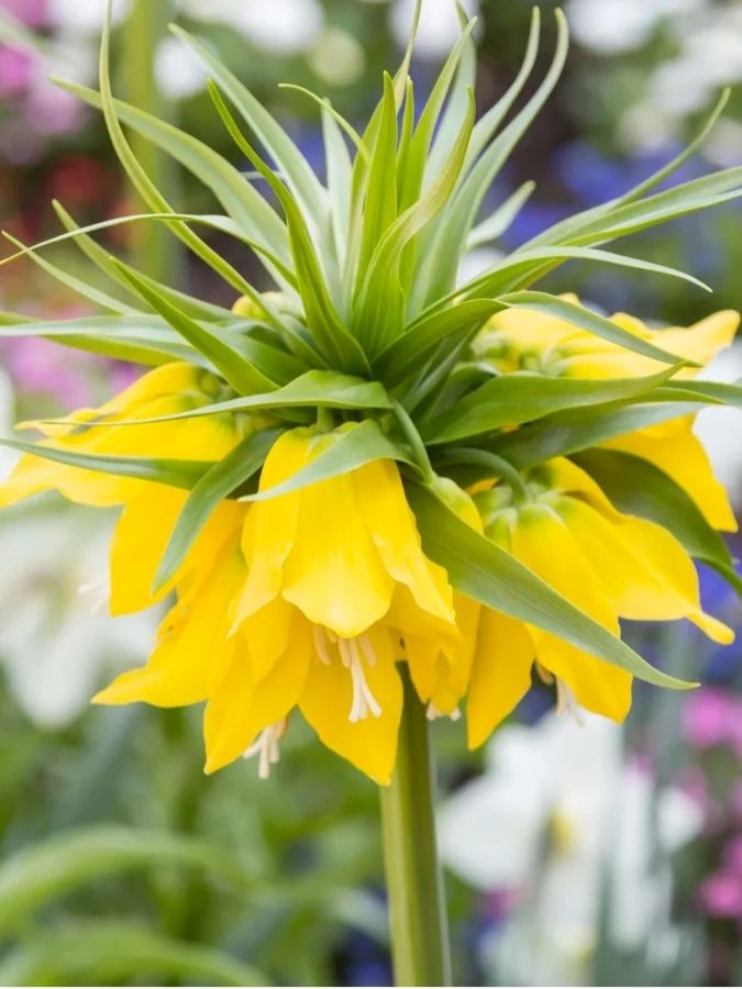 Фрітіларія Жовта (Maxima Lutea)