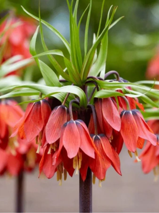Фрітіларія Червона (Imperialis Rubra)