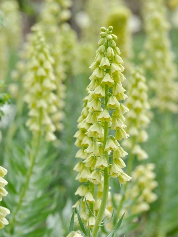 Фрітіларія Зелена (Persica Ivory Bells)