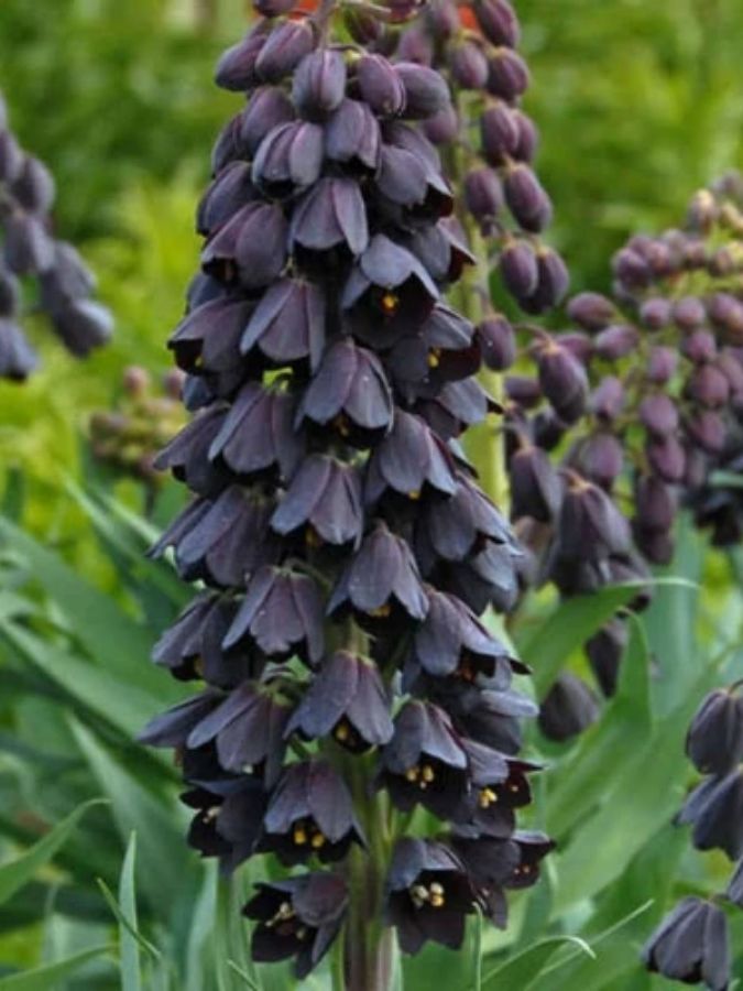 Фрітіларія Фіолетова (Purple Favorite)