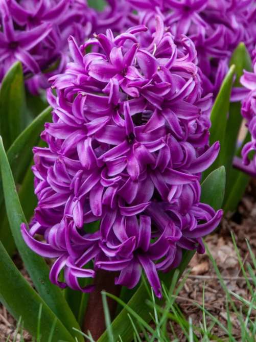Гіацинт Purple Sensation (1 шт. в упаковці)